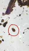 Close up of Lice