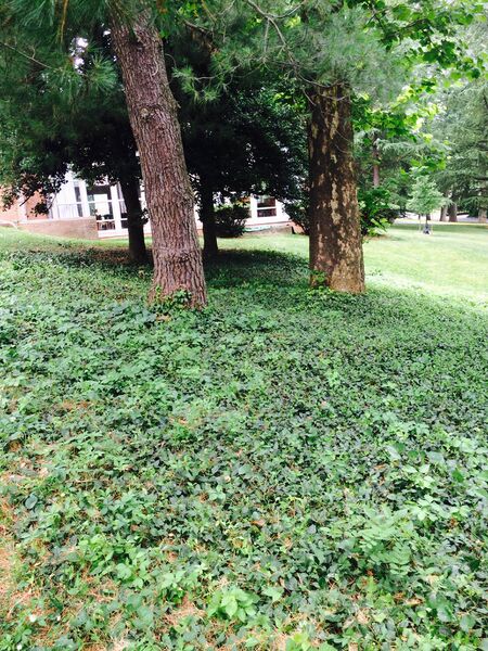 File:MG TransectSite2Photo - eyeview.jpg