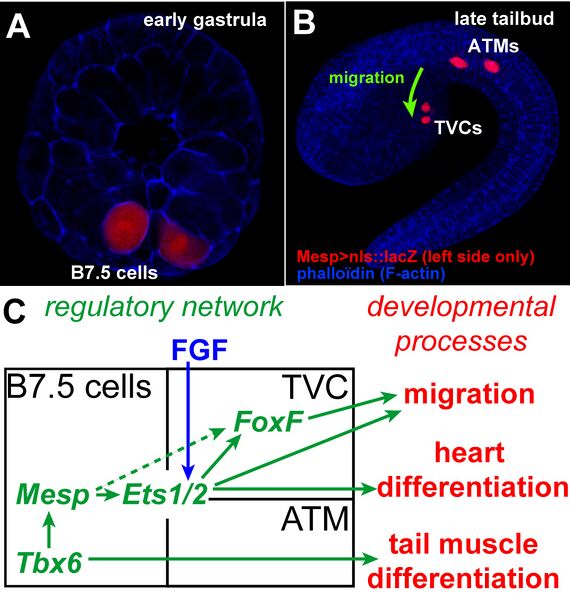 File:Research Fig1.jpg