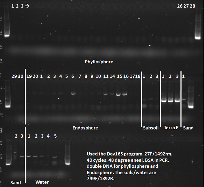 File:Dec11,2011Gel.tif