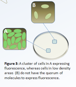 Quorum Sensing Graphic