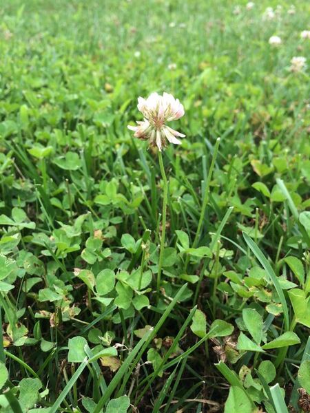 File:Plant2Lab4 jel.jpeg