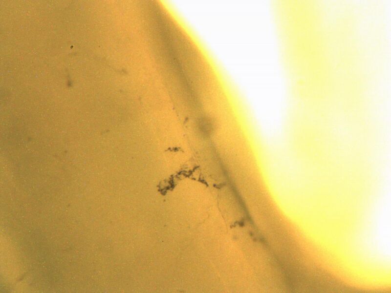 File:Test1PBS autoclav myo10x3.jpg