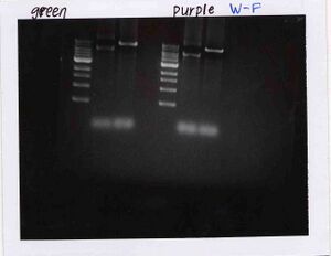 Gel for Green and Purple Groups, WF