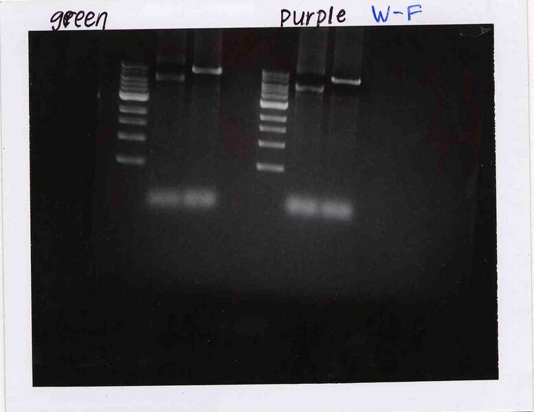 File:WF GreenPurple M1D2.jpg