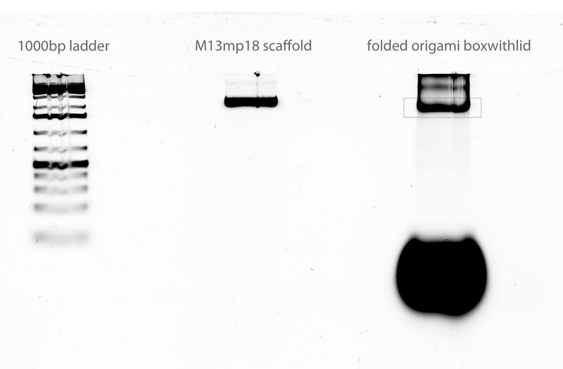 File:07-01-2011 gel scan labeled extractboxed.jpg