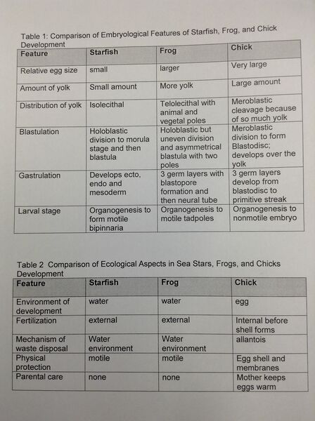 File:Embryo comparison.JPG