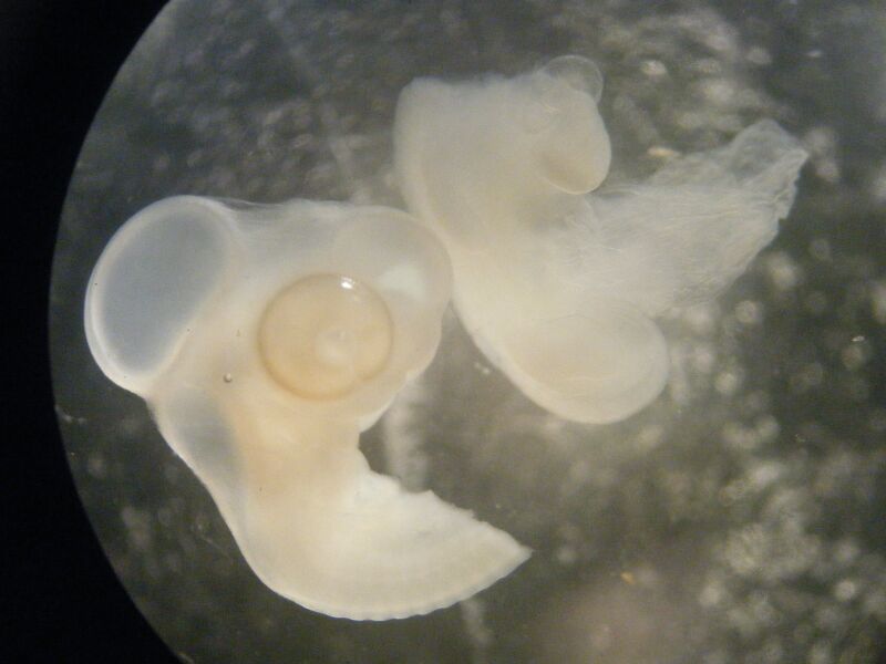 File:MH007 Cut at wingbud.JPG