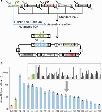 MODAL DNA assembly