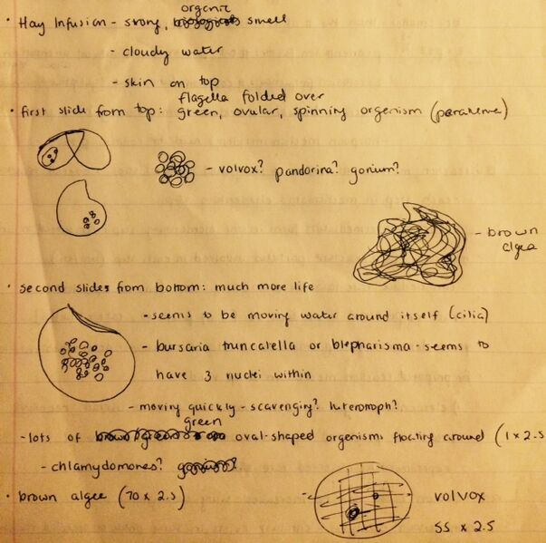 File:Protist notes.jpg