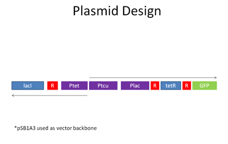 Topological diagram of device. "On" state induced by presence of copper. "Off" state on constitutively and reinduced by aTc.