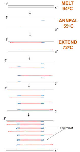File:Fa15 20.109 PCR Schematic.png