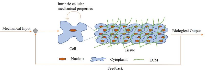 File:Flowchart 1.jpg