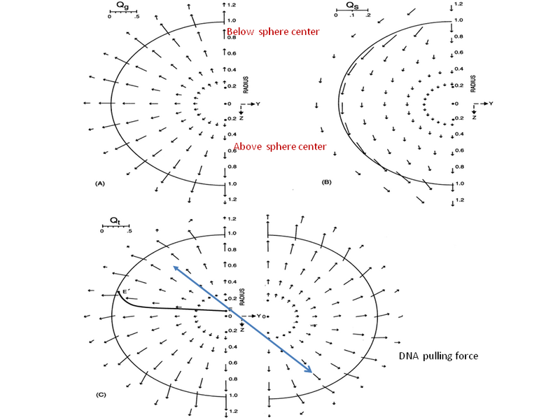 File:Fore distribution.png