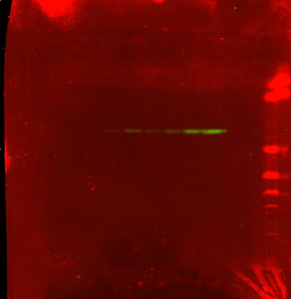 File:Harvard igem 8 18 blot merge.jpg