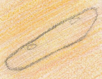 Illustration of Paramecium