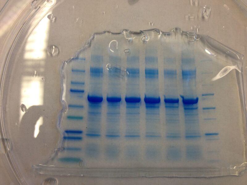 File:S13 M2D7 TR Purple.JPG