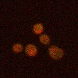 WT SOD1, induction at 42°C