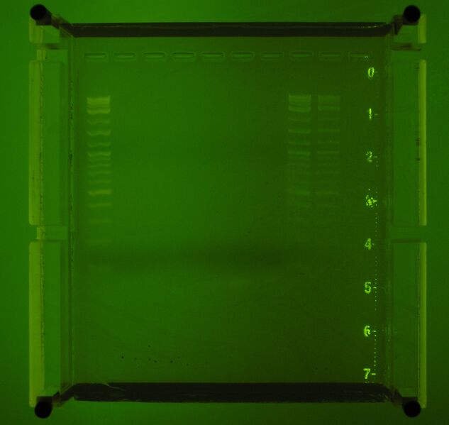 File:200707xx-SYBRSafe 470nm Excitation.jpg