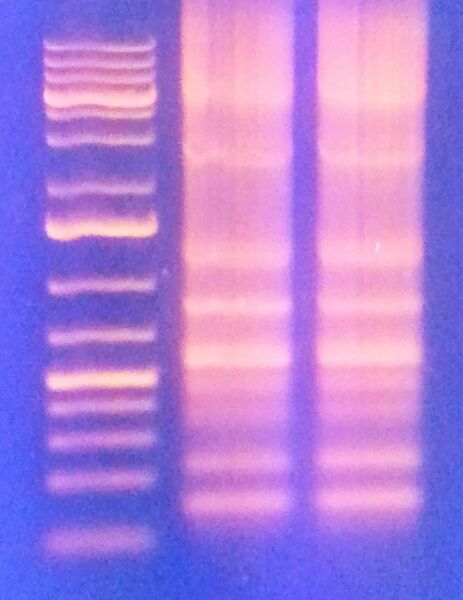 File:20131110 122904 (2).jpg