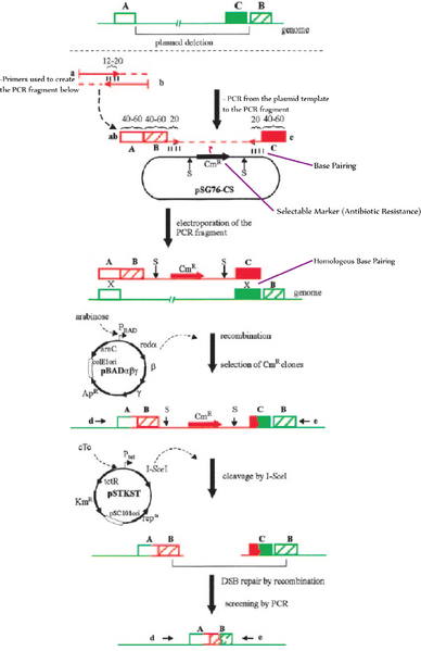 File:Homologous Recombination Deletion method one.png