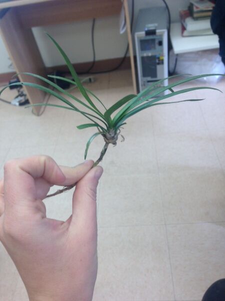 File:IMG 4240 feb12th.JPG