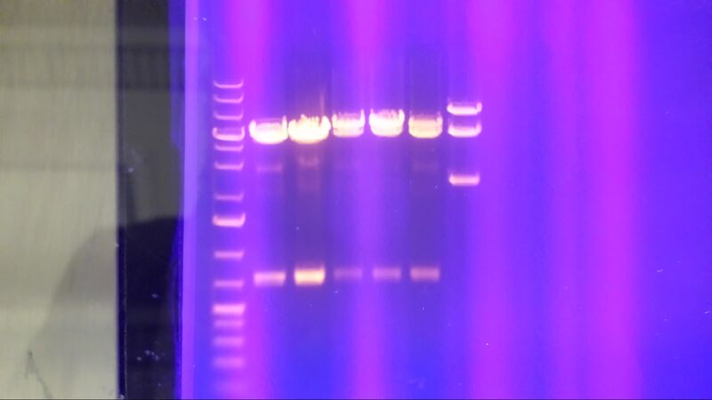 File:Ligation gel ver2 20140728 171828.jpg