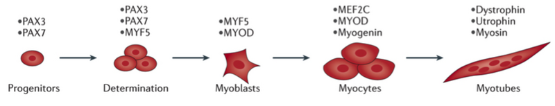 File:Myogenesis.png