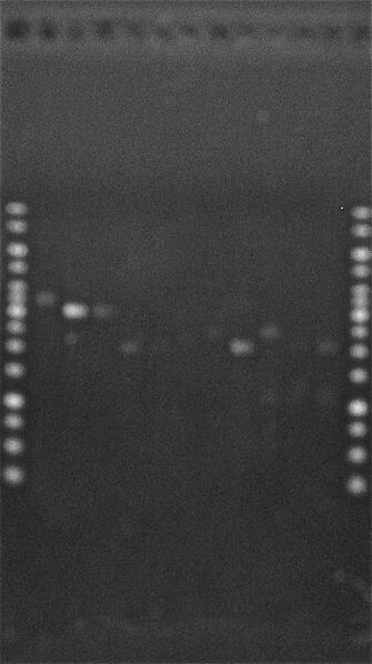 File:TestConstructions2 3Aug2010.JPG