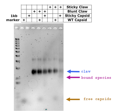 Lanes, left to right: Ladder, wt, T21, BC, BC + wt, BC + T21, SC, SC + wt, SC + T21 wt: unmodified capsid T21: Functionalized capsid / target substrate BC: Unmodified, "blunt" claw SC: Functionalized, "sticky" claw
