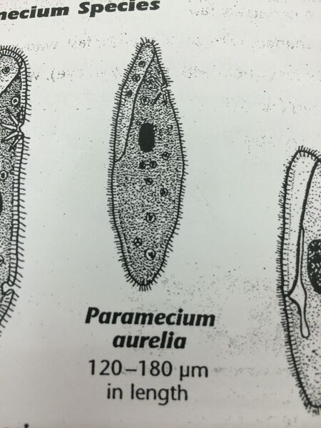 File:Organism 2.jpeg