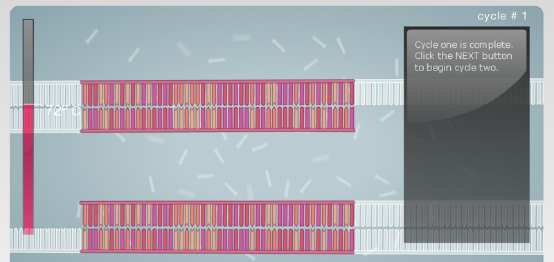 File:PCR Image12.png