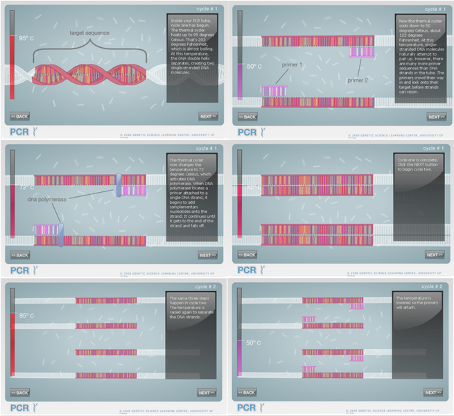 File:PCR cycle1 2.PNG