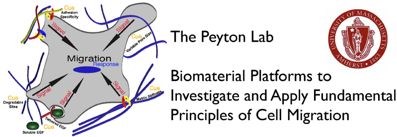 File:Web header.png