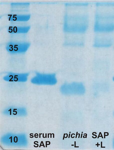 File:21102010 pichia SAP colloidal 001 labelled.JPG