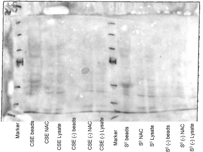 File:26052010 Ponceau staining.jpg