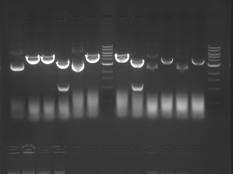 File:Blue M1D5 F13.BMP