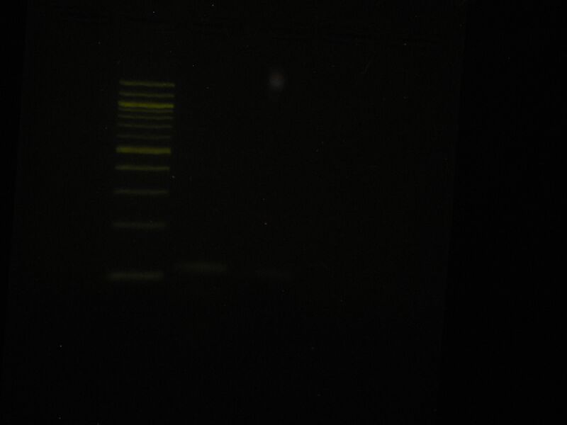 File:Capture 00003.JPG