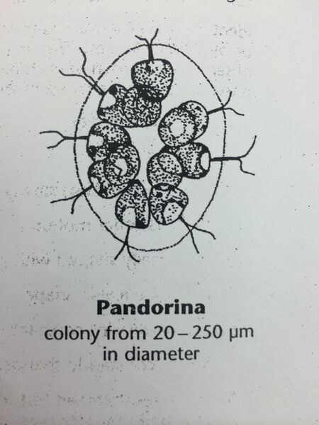 File:Organism 3.jpeg