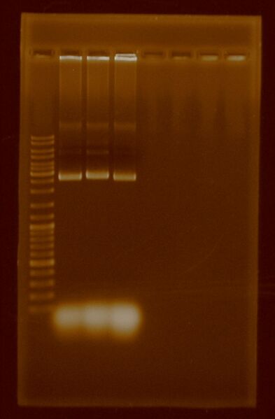 File:Pae 24 ago 2011.JPG