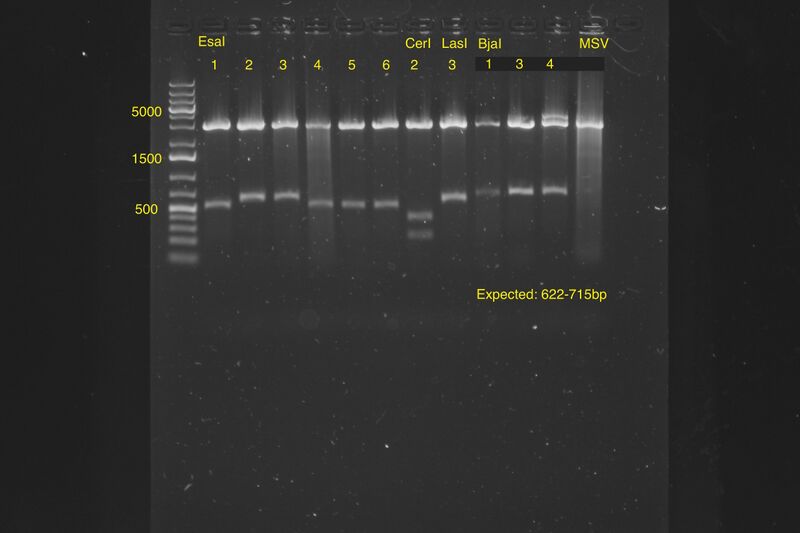 File:15.06.19 senders digest verification.JPG copy.jpg