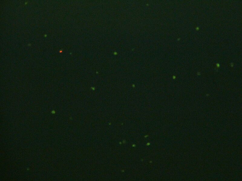 File:20.109 10x LD-2.JPG