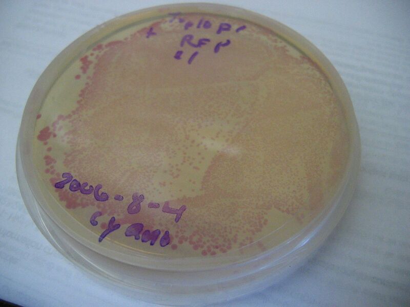 File:2006-8-6 red plate.jpg