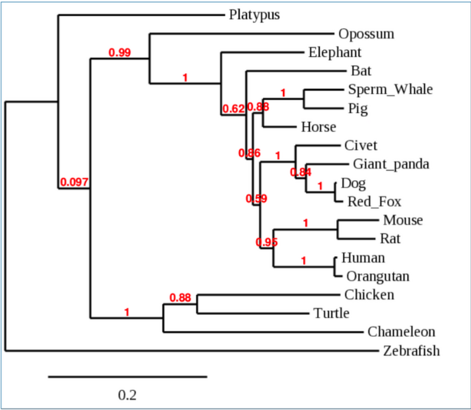 File:Phyl Tree 19 MAP.png