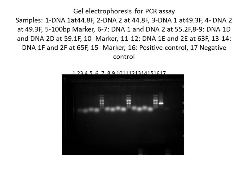 File:RDT gel pictures.tif