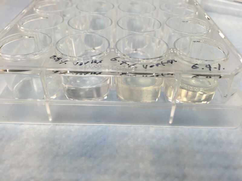 File:Silk hydrogel UCLA 23 April 15.JPG