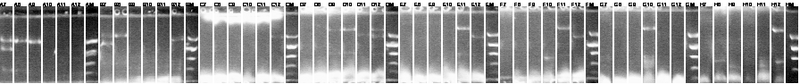 File:12-5 pcr DARK.png