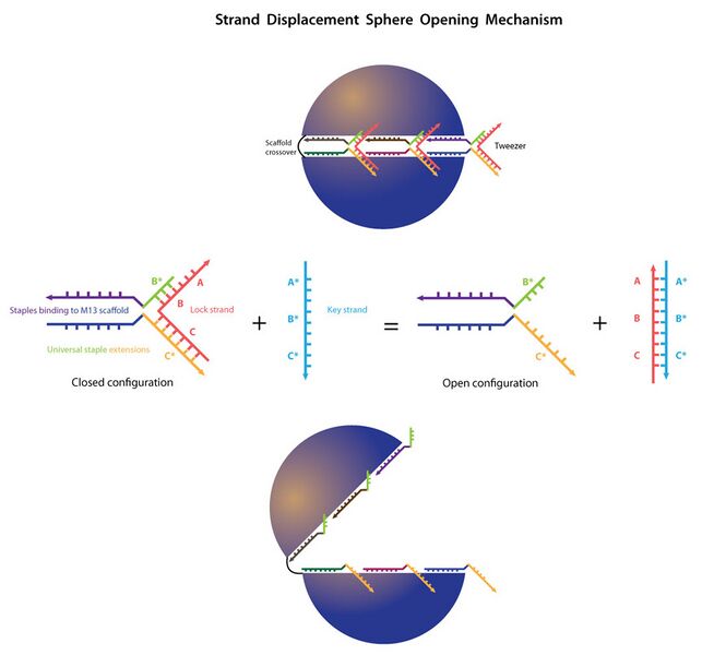 File:2011-06-20 figure3.jpg