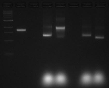 File:2011.08.29 theU1kBlad-scaff-bm1-bm2.modified.tif