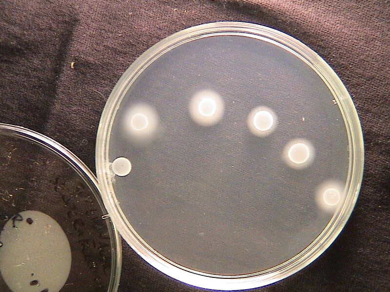 File:30EikenAgar Sender+Receiver 20hours.JPG